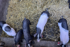 Jährlich kommen bis zu 320 Ferkel am Hof zur Welt. 