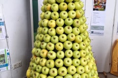 Apfel- (Tannen)baum