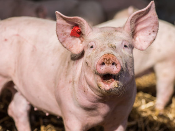 Schweinemarkt 22/23-2017: Schlachtschweine knapp, Fleischmarkt in ...