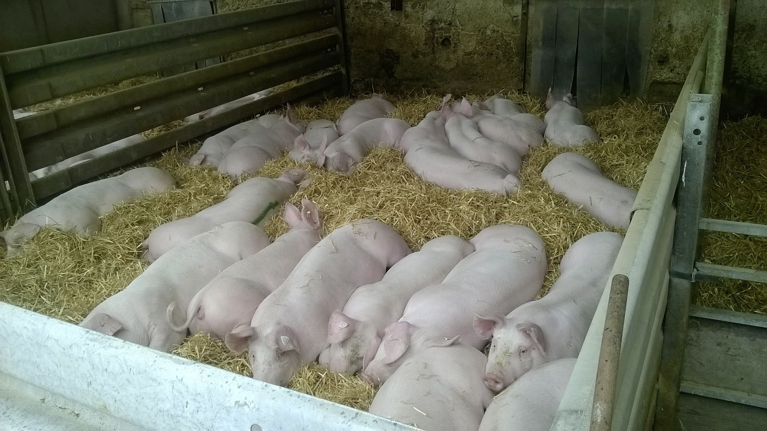 Das Nonplusultra im Schweineleben - liegen im eingestreuten Auslauf an fris...