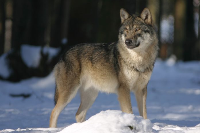 Bedrohung oder Kuscheltier? Der Wolf wird von den Österreichern unterschiedlich wahrgenommen.