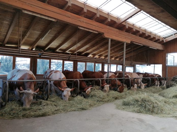 Im Stall von Leopold Dichtl stehen sowohl behornte als auch unbehornte Rinder.