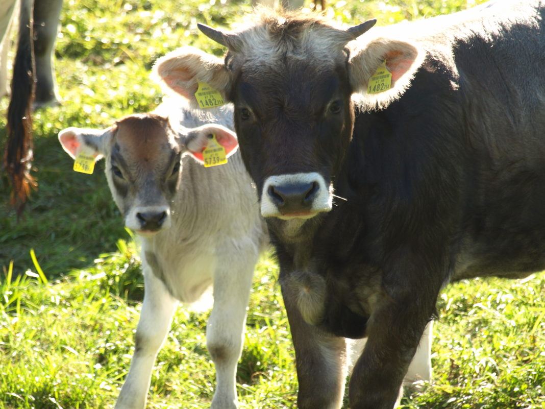 Mutterkühe beschützen ihre Kälber vor jeder Gefahr - dazu gehören für sie auch nahende Wanderer und Hunde.