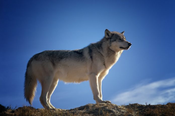 In Matrei in Osttirol wurde ein Wolf im Gemeindegebiet gesichtet.