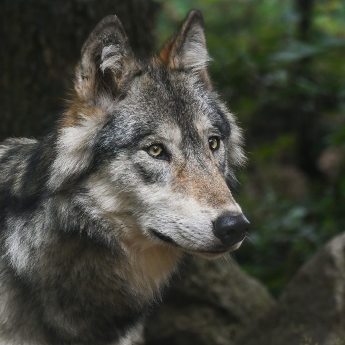 Der Wolfsverdacht in Matrei in Osttirol wurde bestätigt.