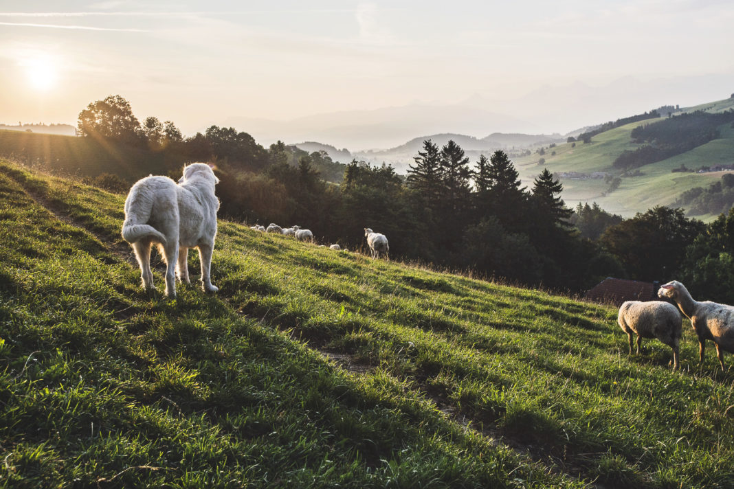Nur in manchen Gebieten eine mögliche Lösung: Herdenschutzhunde bewachen Schafe.