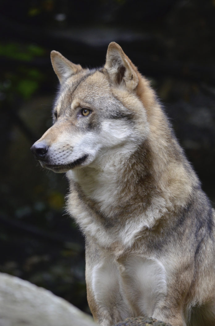 Die Petition der Gemeinde Serfaus fordert ein wolffreies Tirol. Mehr dazu unter: www.tirol.gv.at/landtag/petitonen