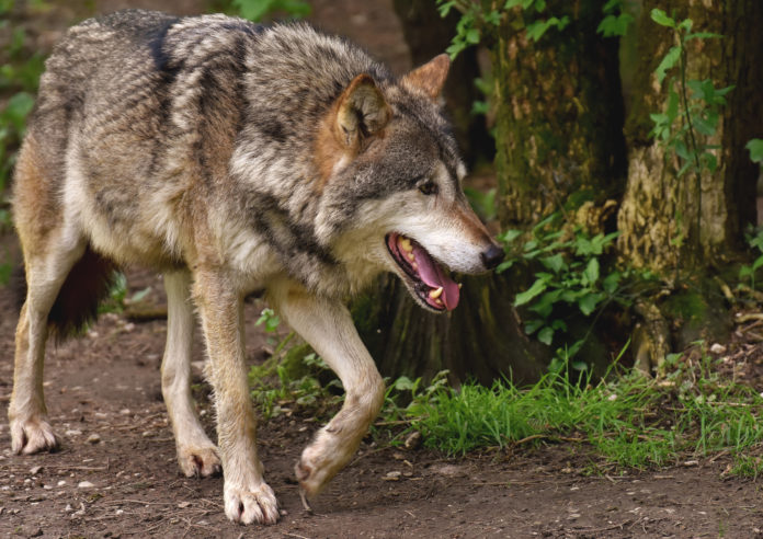 Derzeit streift der Wolf durch Tirols Wälder und Bergwelt.