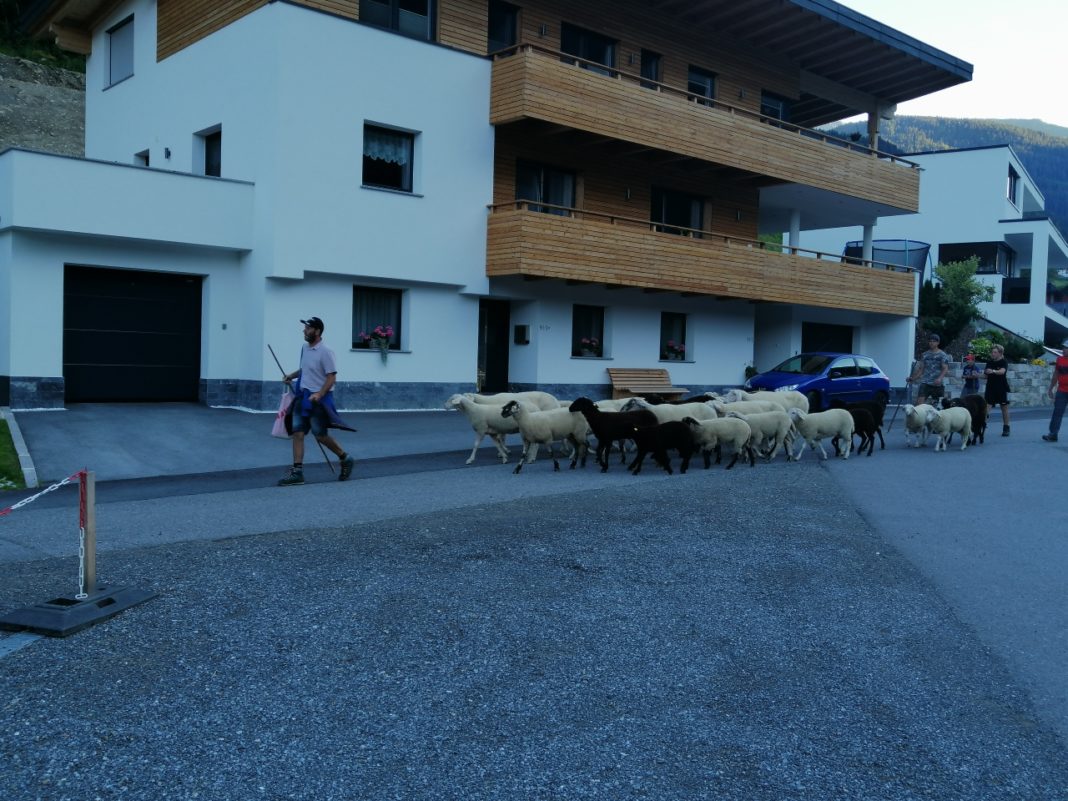 Die Almbauern trieben ihre verbliebenen Schafe am Sonntag von der Alpe Versing.