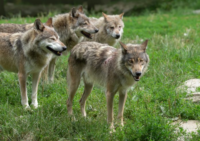 Die Genotypisierung ergab vier verschiedene Wolfsindividuen in Tirol.