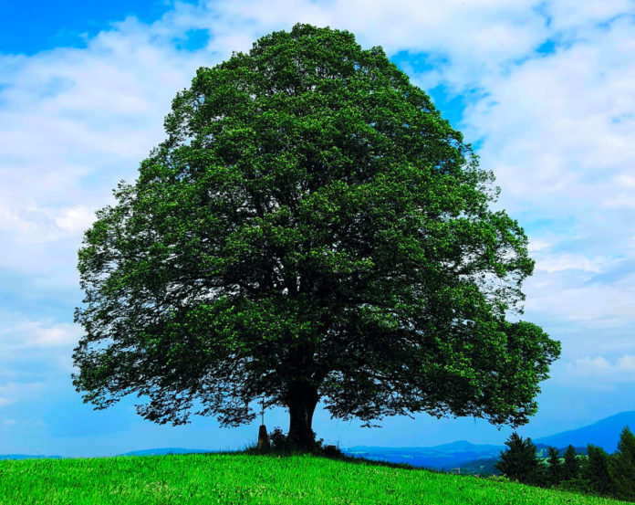 Die Linde ist Baum des Jahres 2021 - Bauernzeitung