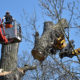 Professionelle Baumpflege Fachgerechte Baumfällung