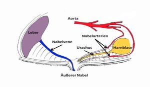 Nabel Anatomie