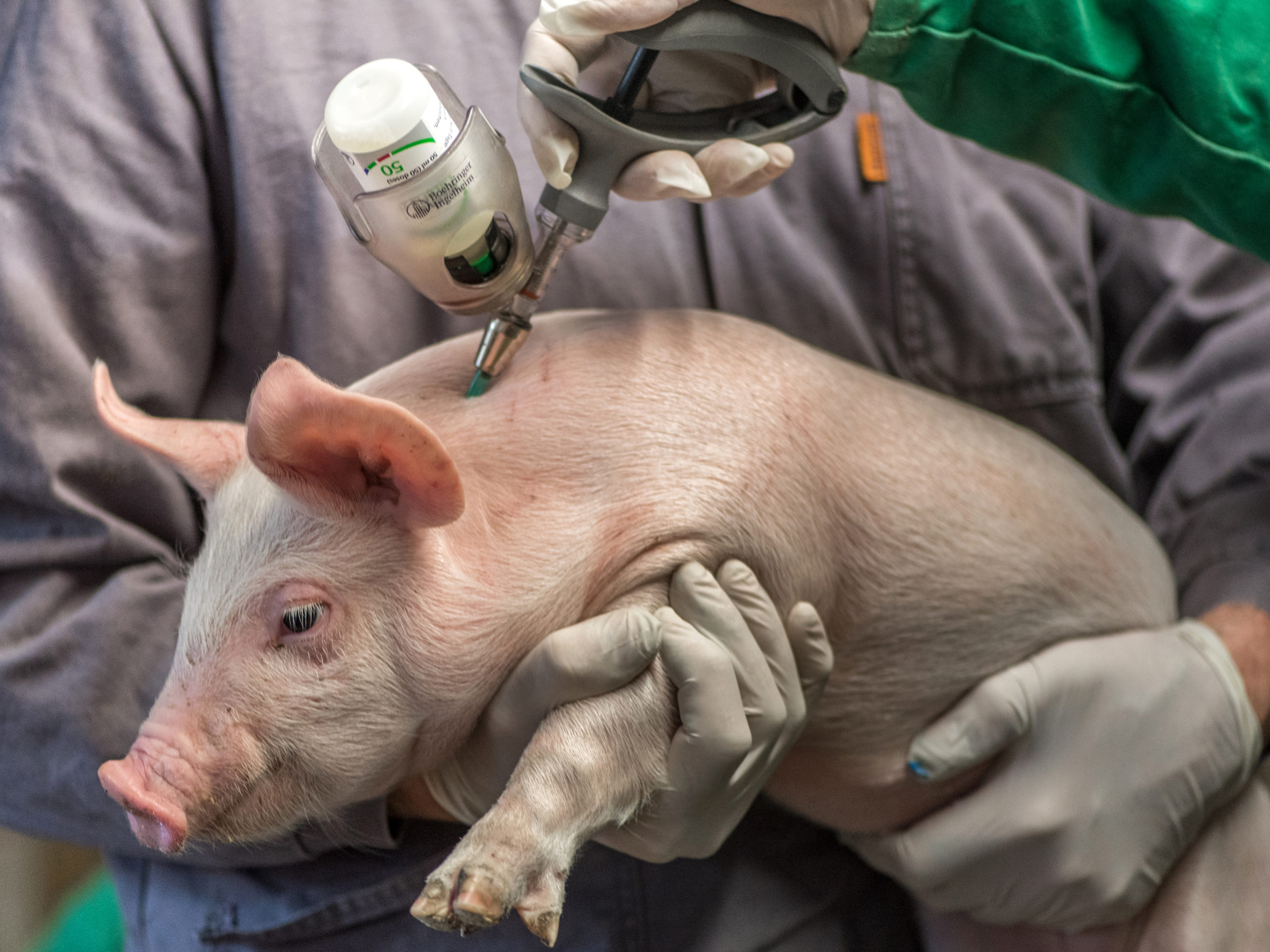 Less antibiotics in UK pig houses