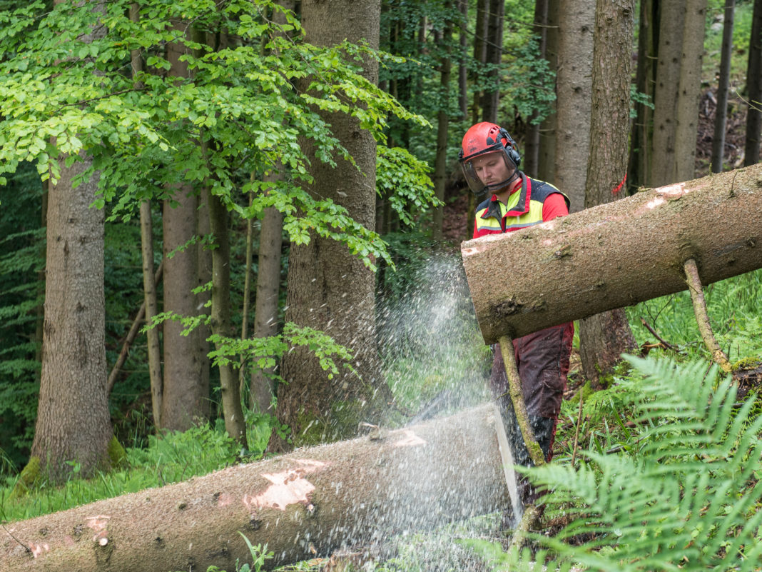 Nachhaltige Waldbewirtschaftung ist ökologisches Erbe für Generationen - Bauernzeitung