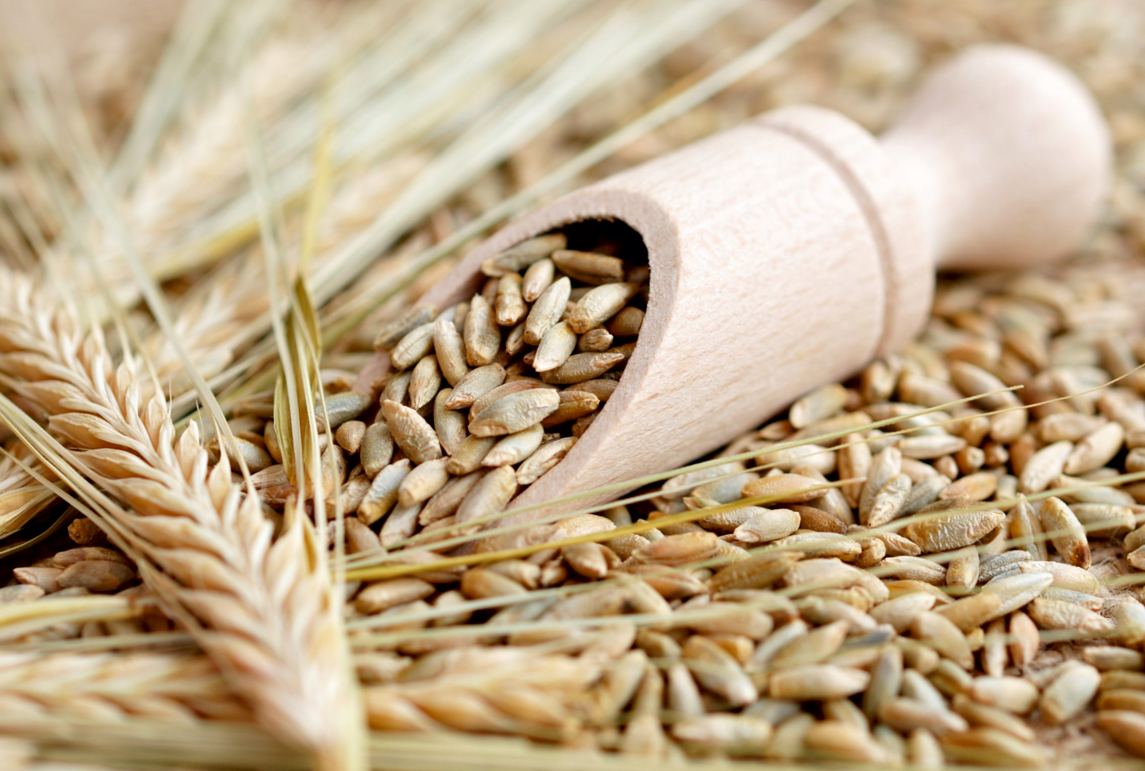Замените пшеничные зерна. Зерно. Пшеница зерно. Пшеница продовольственная. Зерно ржи.