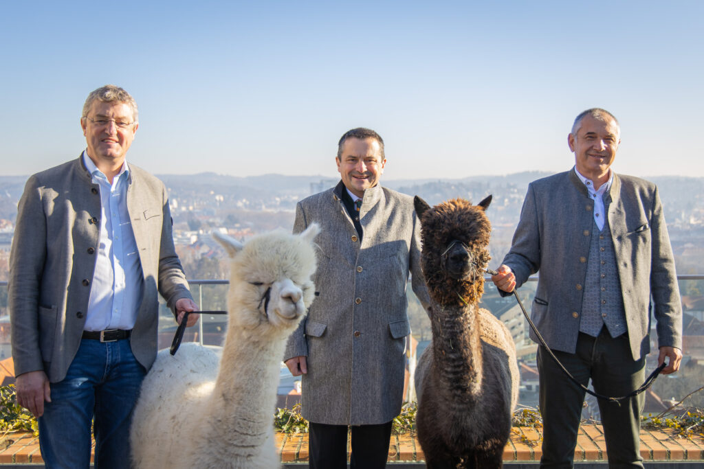 Graz ist wieder Alpaka Hauptstadt Bauernzeitung