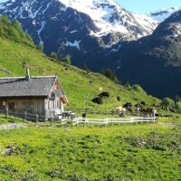 Satteinser Alpe Arlberg