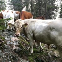 Deckstier Charolais